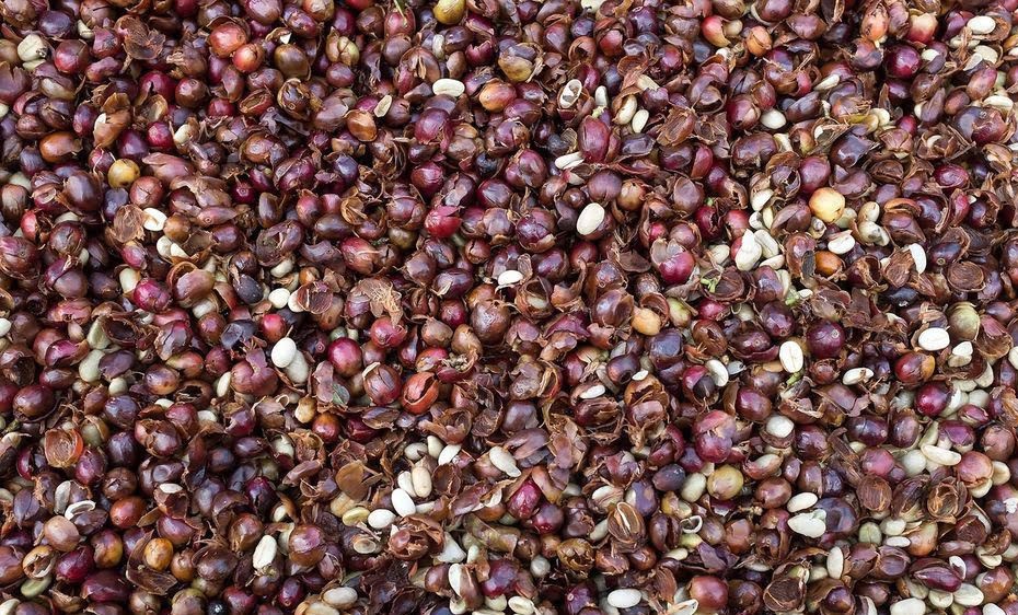 Mua bán vỏ cà phê số lượng lớn trên toàn quốc